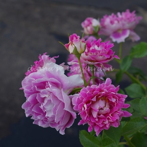 狄安娜的月季花园 月季花 灌木梦幻皱褶 多头勤花波浪边香气特色