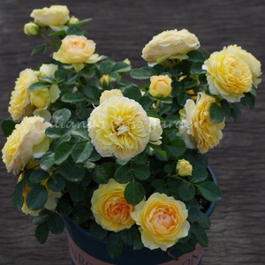 狄安娜的月季花园 月季花 大花微月 木星王阳台 勤花丰花适合阳台