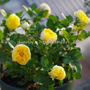 狄安娜的月季花园 阳台微月经典品种金丝雀 多头勤花丰花包子型