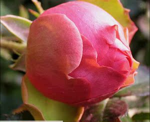 伊芙华尔兹月季