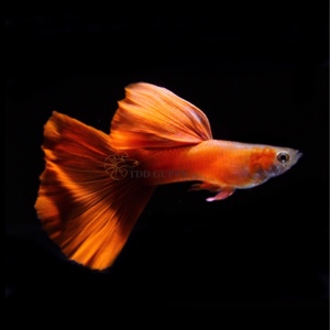 精品黄化野红孔雀鱼 黄化全红孔雀鱼野红孔雀鱼 黄化孔雀鱼活体