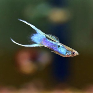 日本珊瑚蓝双剑精品孔雀鱼热带鱼凤尾鱼小型淡水鱼纯种活体宠物