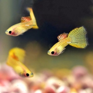 黄金蕾丝玻璃猫精品孔雀鱼热带鱼凤尾鱼小型淡水鱼纯种活体宠物