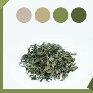 冻绿 冬青 中国绿植物染料diy手工传统印染草木染