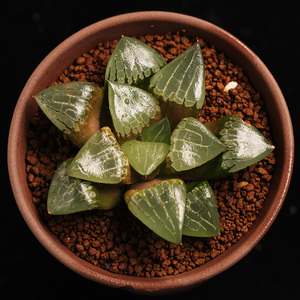 阿房宫寿 老多肉 多肉植物 十二卷 百合科 花卉绿植盆栽 玉露