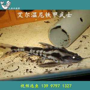 艾尔温尼铁甲武士鱼活体 大型热带鱼活体包活 龙鱼配 包活