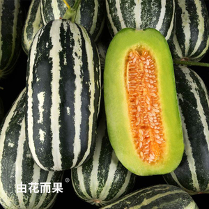 清新甜脆 新贵甜瓜品种 由花而果 博洋9号甜瓜 山东潍坊