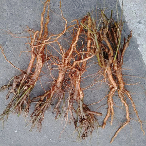 【狗奶根】狗奶根品牌,价格 - 阿里巴巴