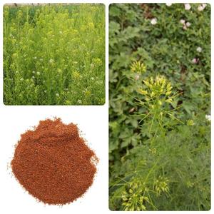 野生播娘蒿籽麦蒿种子黄蒿青蒿米米蒿种子茵陈蒿绿化黄花蒿可播种