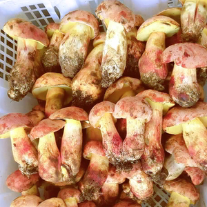 曲菌园云南新鲜食用野生红葱白葱见手青1斤牛肝菌大脚蘑菇红包邮
