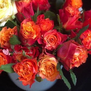 插花玫瑰苗