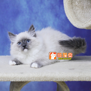 布偶猫手套重点色