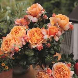 卡普里capri 月季小苗 切花 灌木浓香