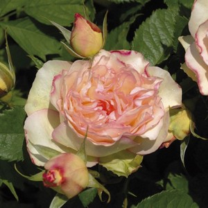 法式香吻/香水之吻 月季 小苗 (灌木 中香) 大花