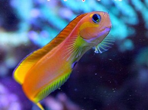 金蛟剪海水鱼虾虎除藻西瓜刨快递发货养定快递包活 泉州天鸿水族