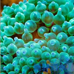 天鸿水族 海水生物 观赏珊瑚 绿奶嘴海葵 尼罗河炮仗花火柴头榔头