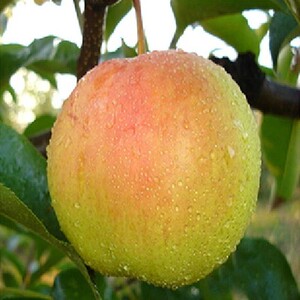 东北延边延吉龙井苹果梨新鲜水果单个300g以上10斤包邮