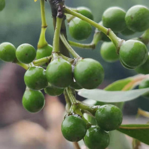 湖南贵州新鲜野生木姜子山胡椒山苍子籽木桨子土特产晒干木江子