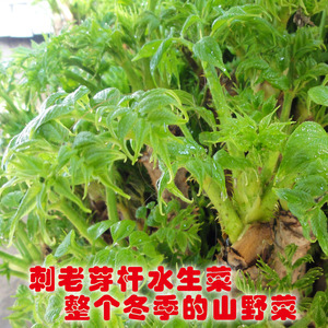 鲜刺嫩芽杆刺老芽杆刺儿包芽杆冬季反季节山野菜水生菜水培菜