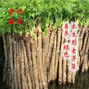 东北鲜刺老芽杆菜刺嫩芽杆刺儿包杆刺龙芽杆刺老包杆一捆水培菜
