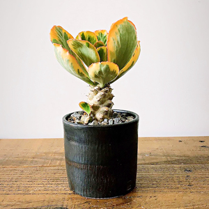 贝信麒麟锦 幸福麒麟锦 多肉植物块根大戟科euphorbia poissonii