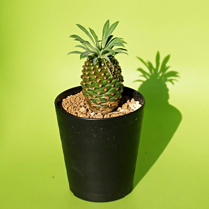 苏铁大戟-淘宝拼多多热销苏铁大戟货源拿货 - 阿里巴巴货源