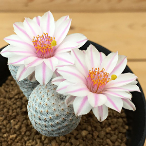 白鹭 实生 仙人球 乳突球属 mammillaria albiflora