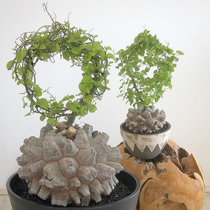 高山龟甲龙 小苗 多肉植物 球根 elephantipes v montana