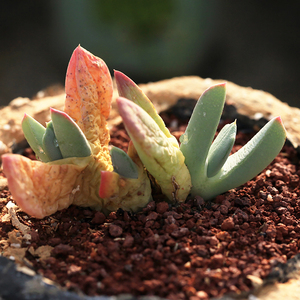 虾钳 多肉植物群生 番杏科 cheiridopsis