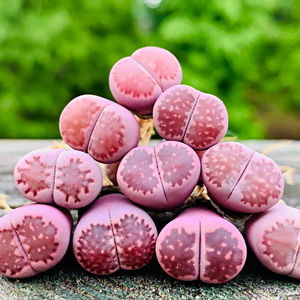 紫李夫人 生石花 番杏 屁屁花 一物一拍番杏科