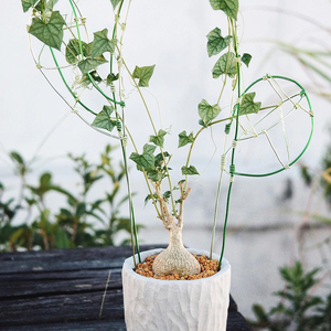 银叶睡布袋 gerrardanthus macrorrhizus 块根多肉植物夏型种