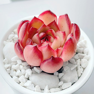 刘文龙93淘宝保利安娜多肉植物宝莉安娜一物一拍熊二肉铺2人付款9.