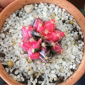 瑞云牡丹仙人球