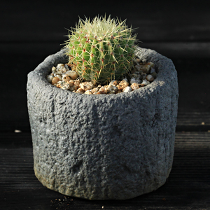 白狮子 仙人球 notocactus buiningii 特选 南国玉属 实生