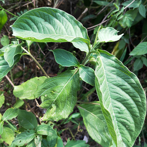 000累计评论0交易成功店铺:老农家野生中草药批发卖家:sanyecao199