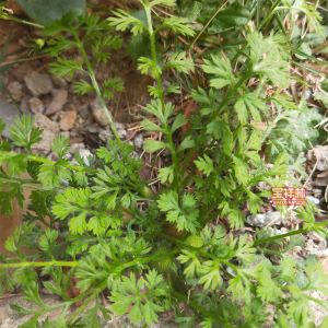 深山裸柱菊新鲜座地菊假吐金菊散结草龙吐珠七星坠地痔痛草药干货