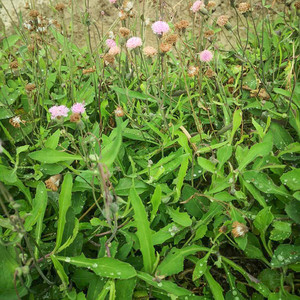 山林新鲜小号一点红中草药材纯天然小号叶下红 红背叶 羊蹄草干品