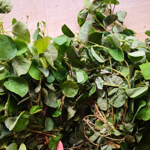 深山新鲜金钱草 大叶金钱颧 广金钱 落地金钱中药材化溶石500g