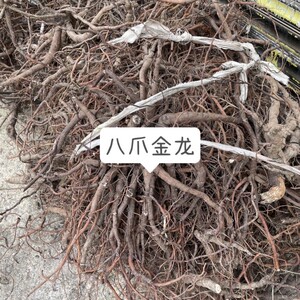 中药材 八爪金龙 百两金 八 爪龙 八爪根 铁雨伞 高八爪500克包邮