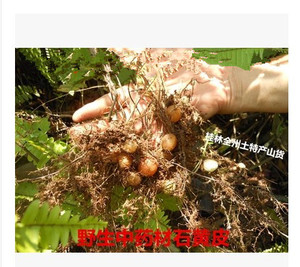 野生中药材肾蕨子 石黄皮 凤凰蛋 落地珍珠 圆蕨 新鲜品500g