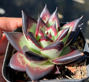 【湘辉多肉】黑檀汁乌木,原始乌木,纯乌,黑,实生一年苗