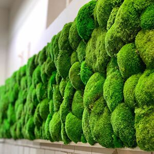 广州永生白发苔藓装饰绿化室内装修植被藓植物墙仿生青苔室内软装