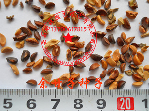 余甘子种子 滇橄榄 橄榄 油甘子 余甘果