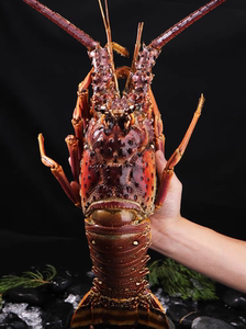 10斤鲜活冷冻古巴龙虾年货礼盒海鲜水产新鲜特大波士顿澳洲