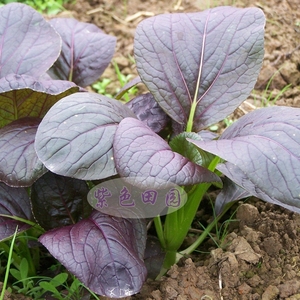 紫色小青菜 冰心紫依 紫钻小菘菜红钻紫松茸菜四季可播紫油菜种子
