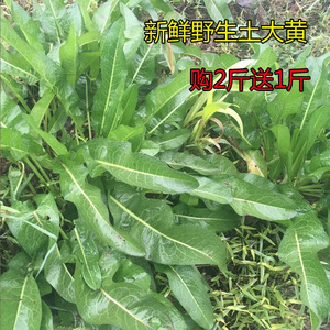 新鲜野生土大黄牛西西洋铁叶子根羊蹄根洋铁叶现挖现发500g包邮