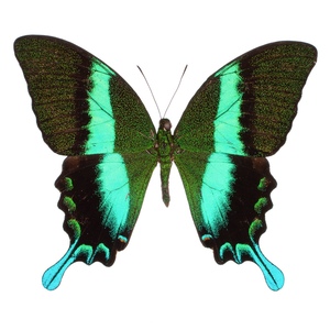 爱神凤蝶Papilio Blumei未展翅标本原蝶 三角包发出