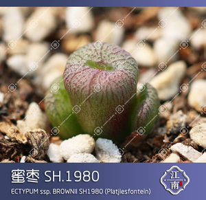 肉锥  2023 流水铜壶 蜜枣 sh.1980 种子 多肉 依旧江南