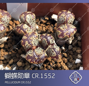 肉锥 2021新种子 大型蝴蝶勋章 cr.1552 种子 多肉 依旧江南