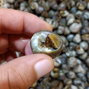 鲜活偏腚螺 新鲜盘波罗500g 小海螺 下酒菜鲜活发货 大连海鲜特产